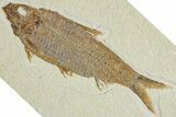Detailed Fossil Fish (Knightia) - Wyoming #227441-1